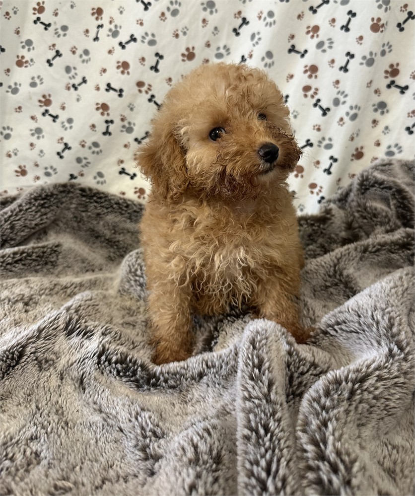 Red Female Toy Poodle! Gorgeous!