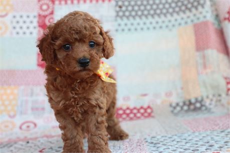 ICA Reg F1bb Toy goldendoodle