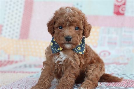 ICA Reg F1bb Toy goldendoodle