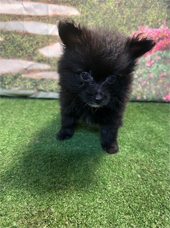 Small boy 1.7on 6/28