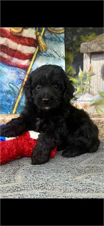 Miniature Cockapoo Male #2