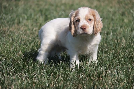 Male Cocker