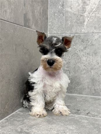 Miniature Schnauzer 25309-03