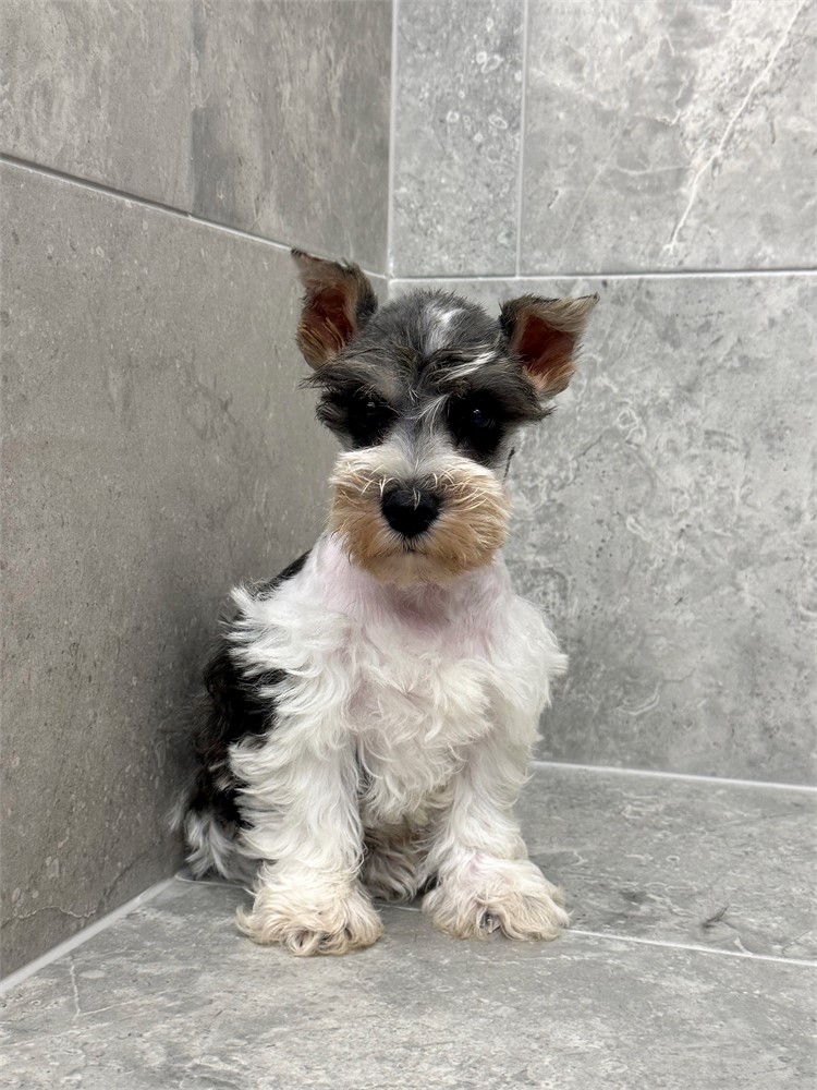 Miniature Schnauzer 25309-03