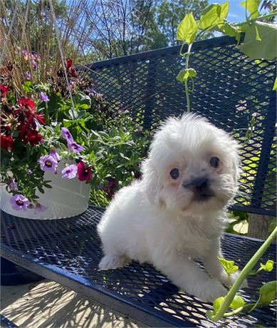Shih Tzu - Lola’s  # 5 (F)