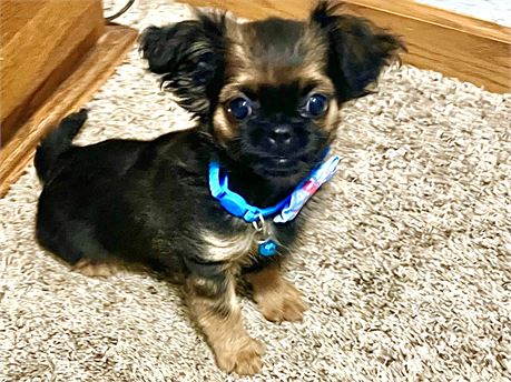 Toy/mini Chihuahua mix