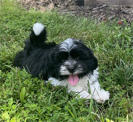 Maltese/Shihtzu Male