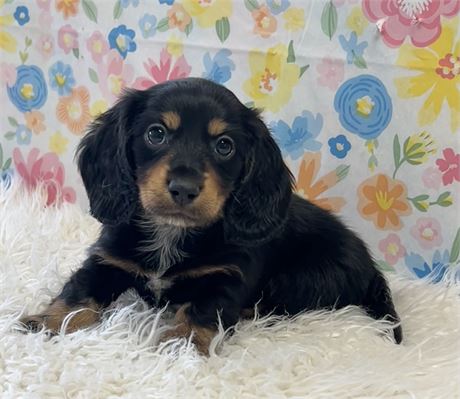 Dachshund Male
