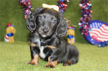 BLACK/TAN FEMALE 196