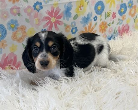 Dachshund Male