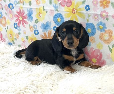 Dachshund Male