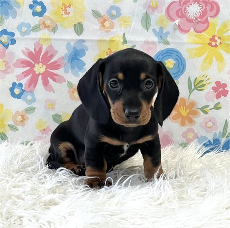 Dachshund Female