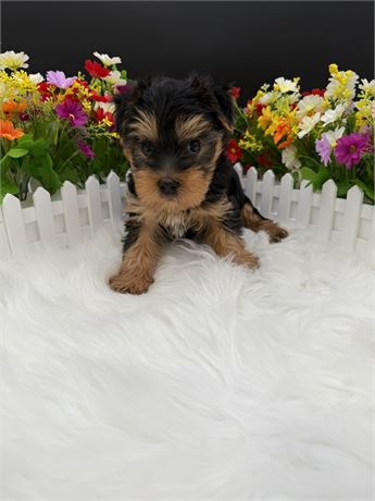 Harmony's Male Yorkie