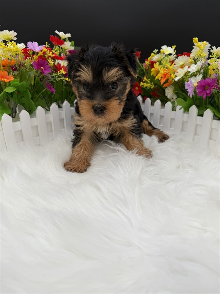 Harmony's Male Yorkie