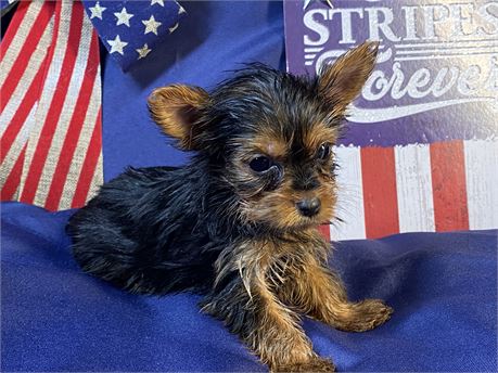 Yorkie - Miley’s  # 1  ( M )
