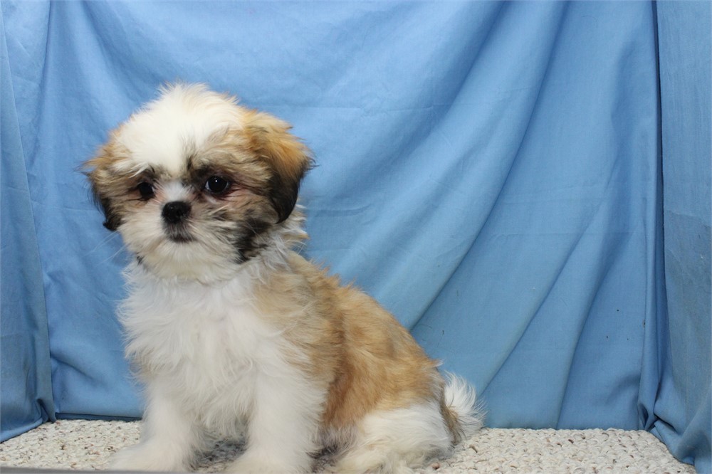 Male Shih Tzu