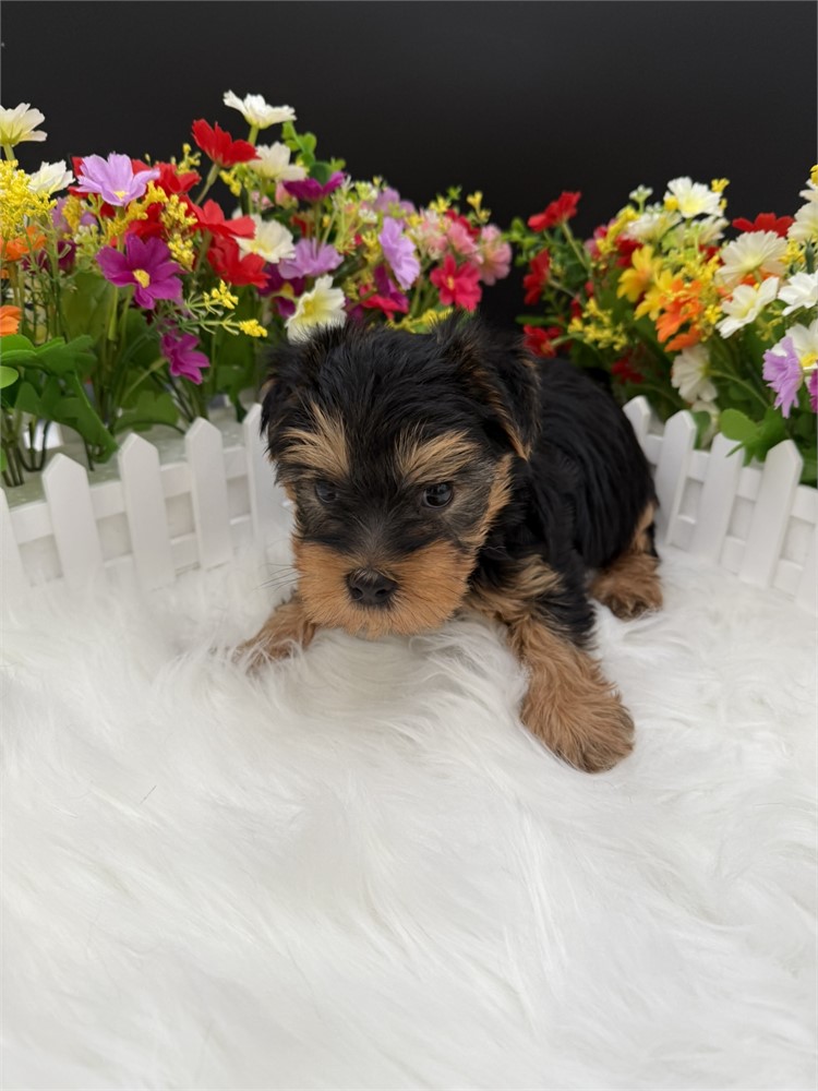Harmony's Male Yorkie