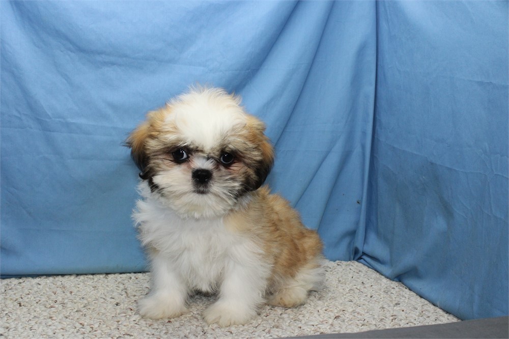 Male Shih Tzu