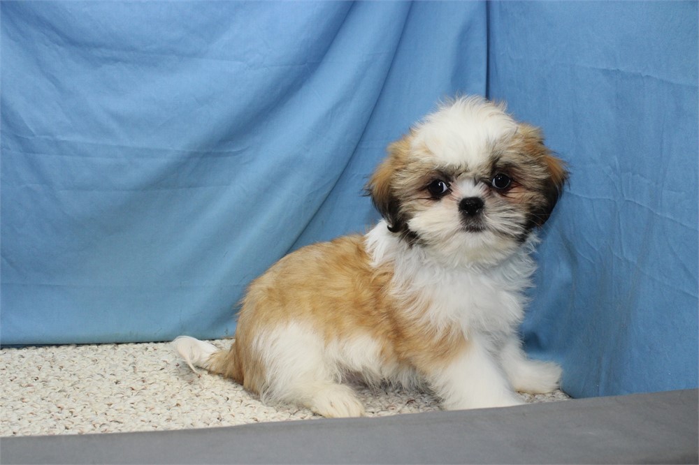 Male Shih Tzu