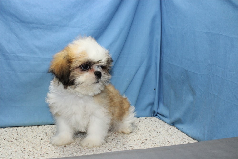 Male Shih Tzu