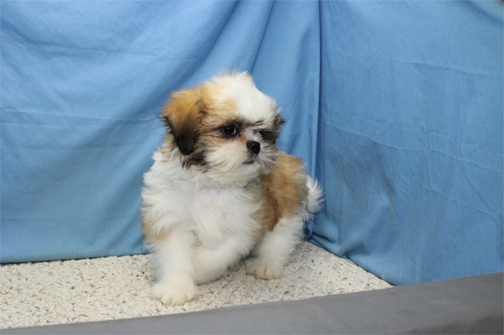 Male Shih Tzu
