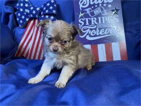 Chihuahua - Piper’s # 1 (M)