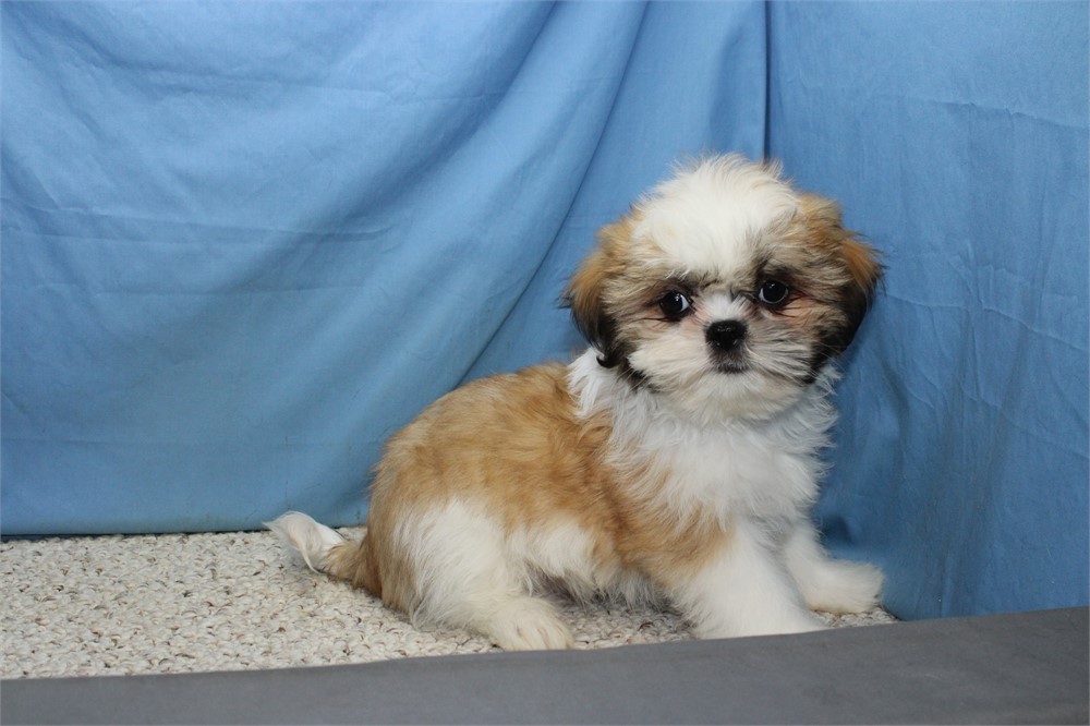 Male Shih Tzu