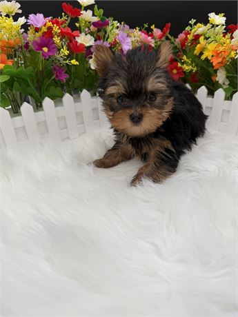 Gigi's Tiny Male Yorkie