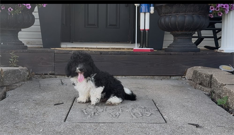 Beautiful F1B Male ShihPoo