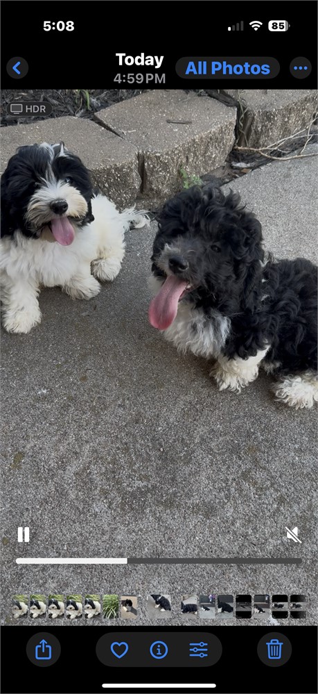 Beautiful F1B Male ShihPoo