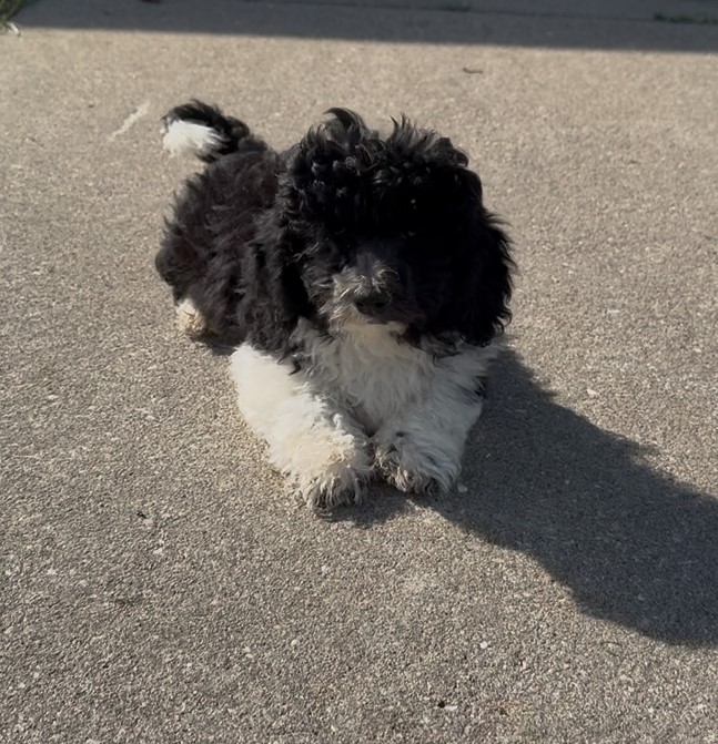 Beautiful F1B Male ShihPoo