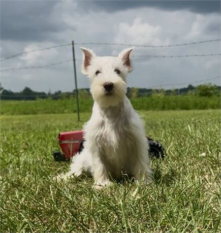 K- White - Male