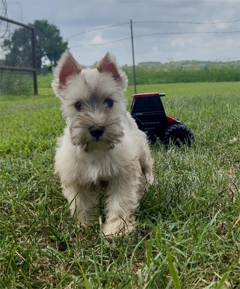 L- Light Wheaton-Male