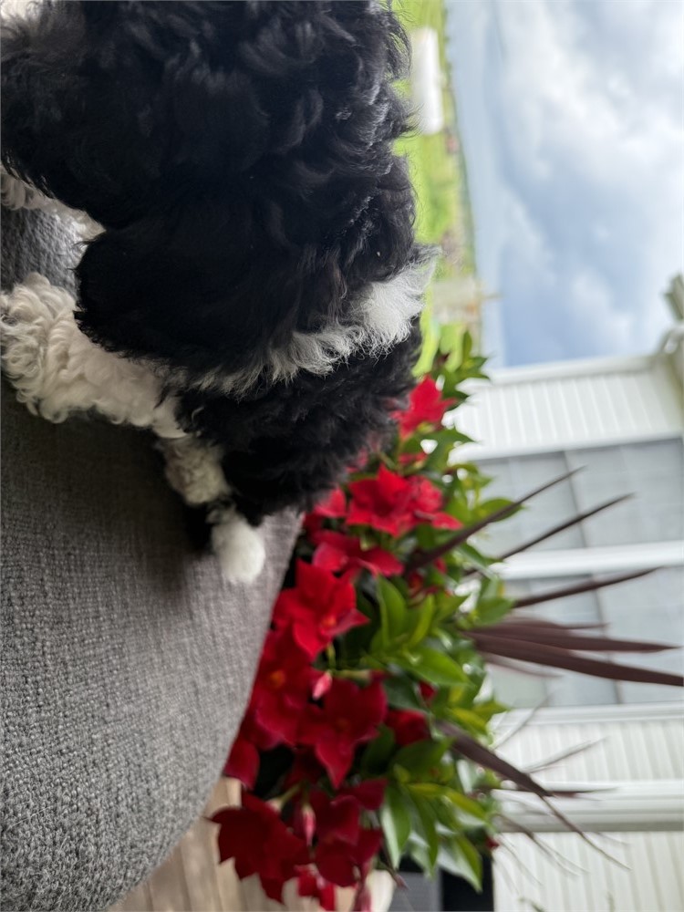 Beautiful F1B Male ShihPoo