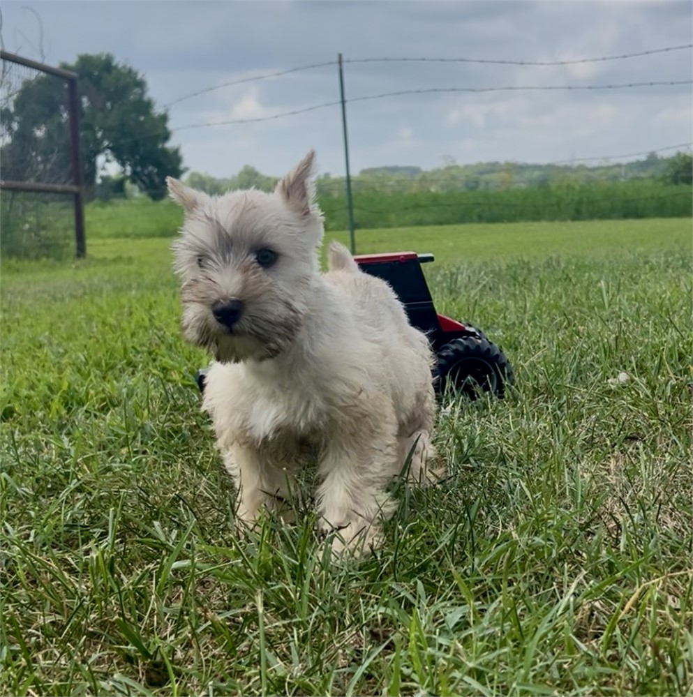 L- Light Wheaton-Male