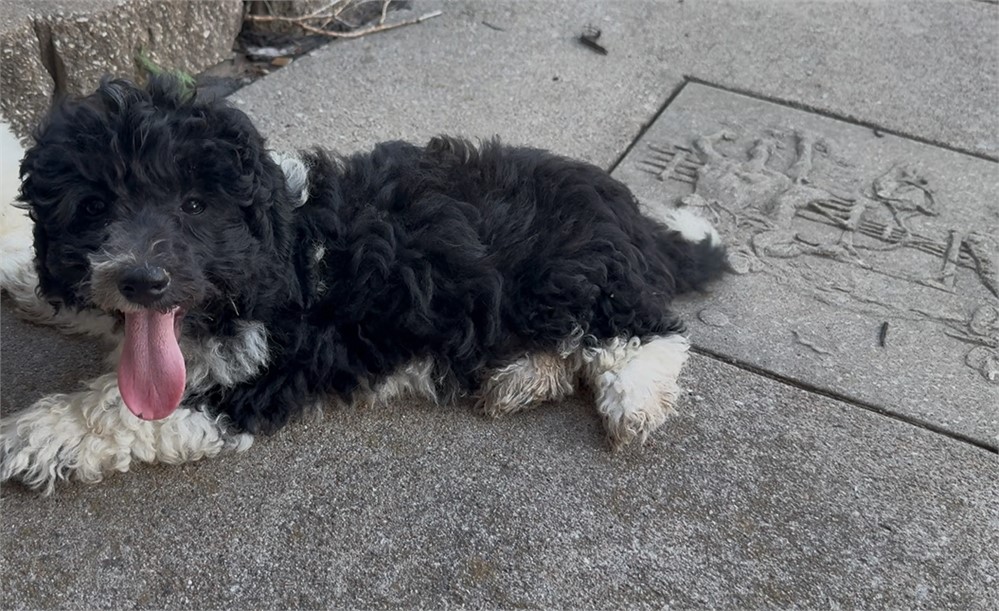 Beautiful F1B Male ShihPoo