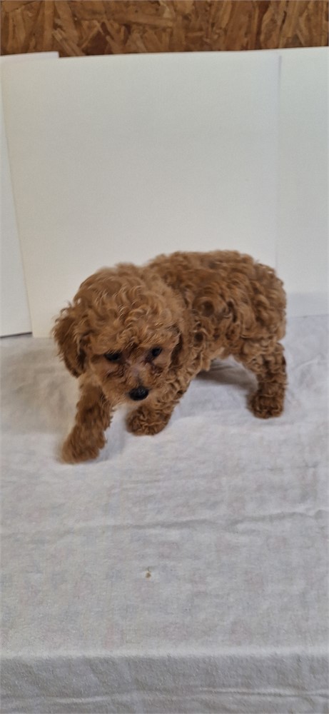 # 3 Male Toy Poodle