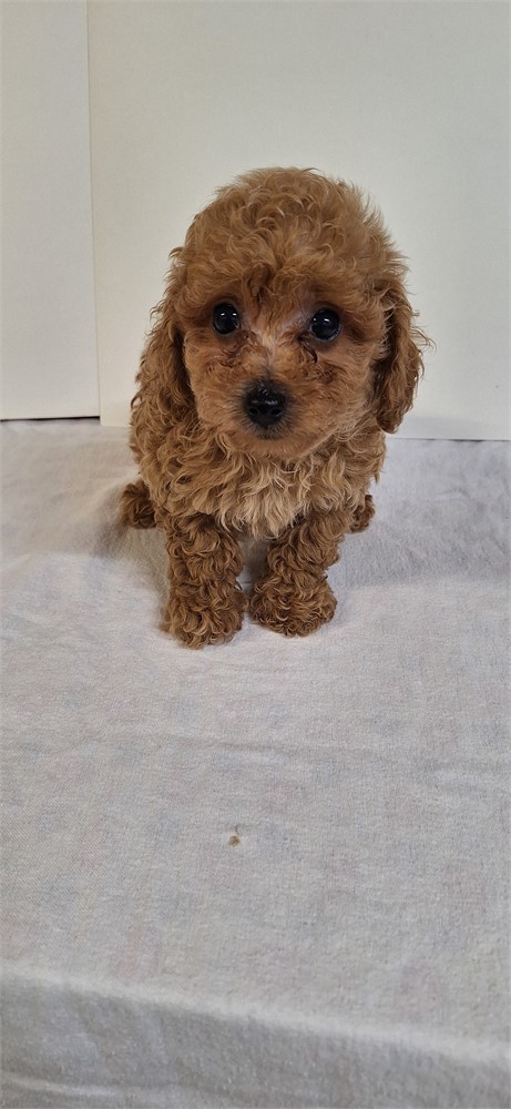 # 3 Male Toy Poodle