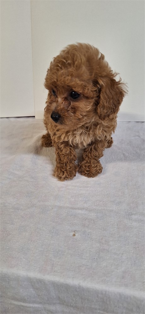 # 3 Male Toy Poodle
