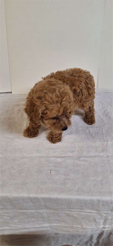 # 3 Male Toy Poodle