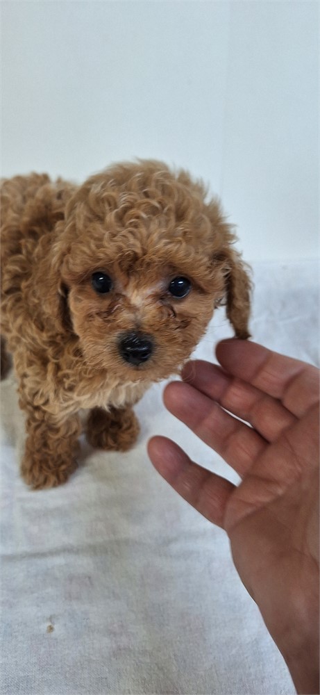 # 3 Male Toy Poodle