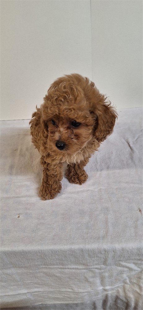 # 3 Male Toy Poodle