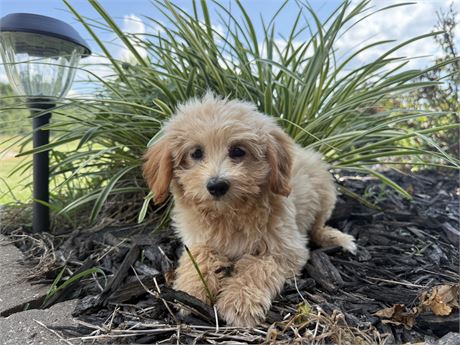 Adorable MaltiPomAPoo