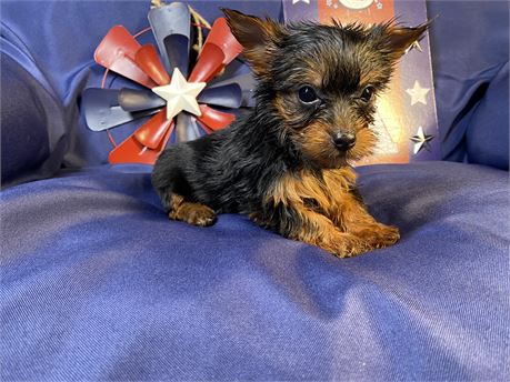 Yorkie -  Dora’s. # 2 ( F )