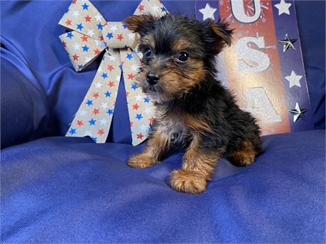 Yorkie -  Dora’s. # 1 ( M )