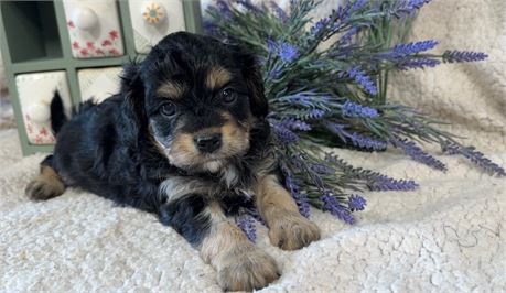 Beautiful Male Easton