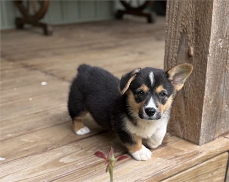 Sweet Corgi Female