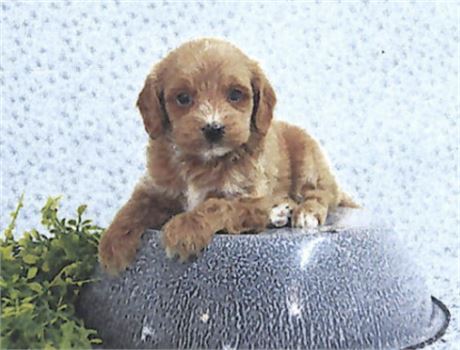 Cavapoo
