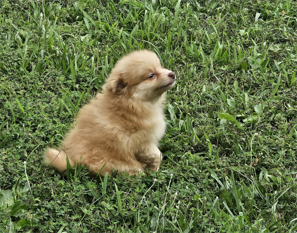 Orange Pomeranian (Male)