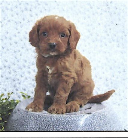 Cavapoo